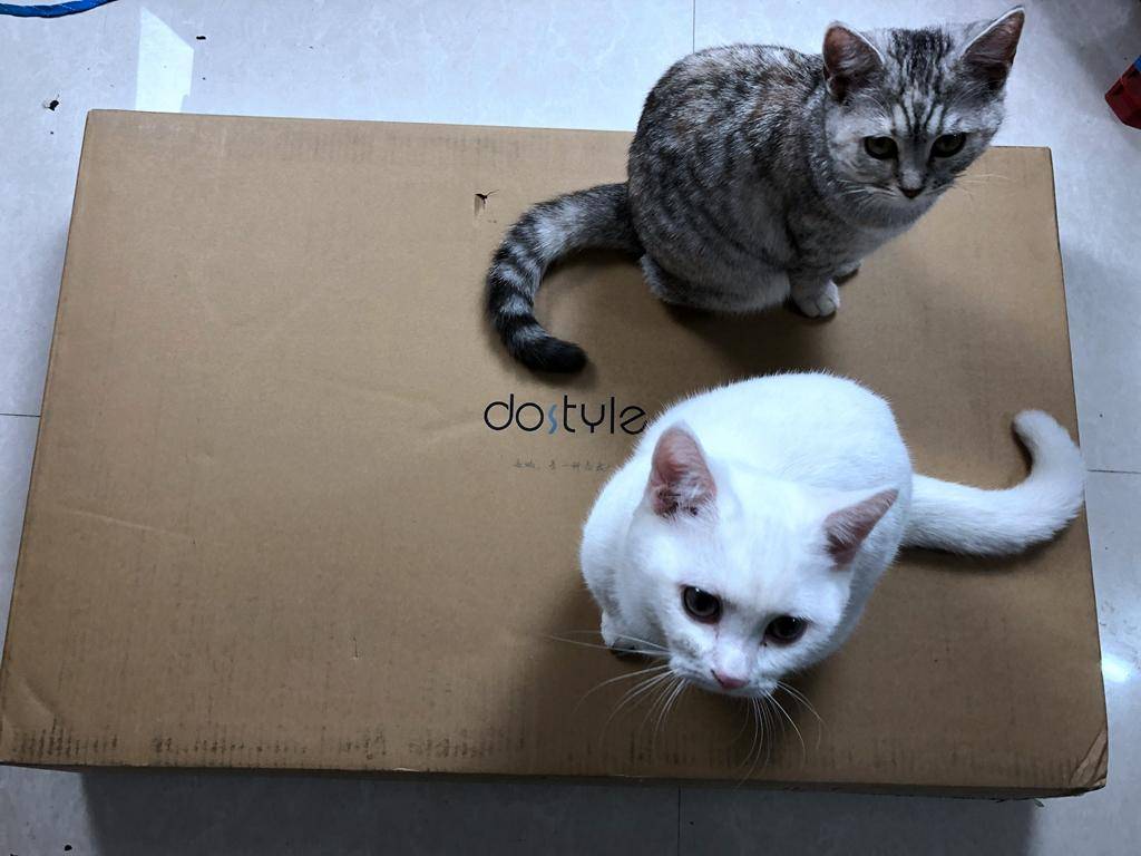 大屏性价比高2000以下手机,大屏性价比平板推荐