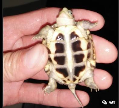 鉴赏花草模板,小青苗照片