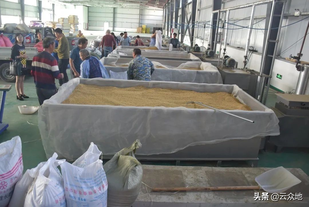 “春种一粒粟，秋收万颗子”，水稻成熟遇连阴雨，如何烘晒稻谷？