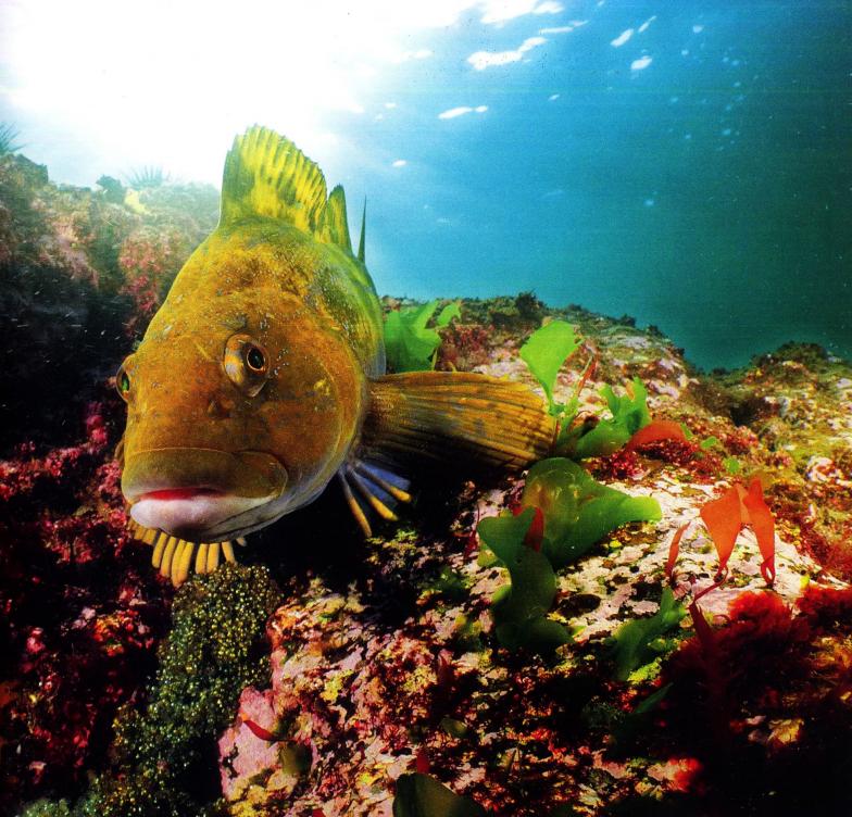 辽宁海边海鲜哪里好吃,辽宁海鲜哪最好