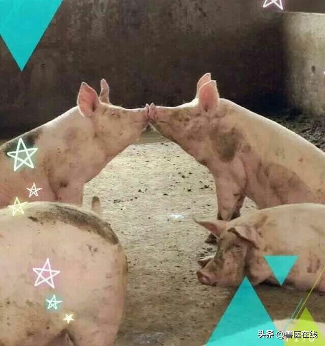 仔猪补铁应该注意什么,仔猪补铁过多怎么办