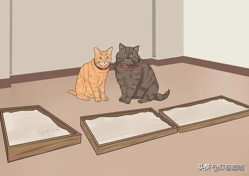 猫咪原住民和新猫如何快速相处,原宿猫如何接收新猫