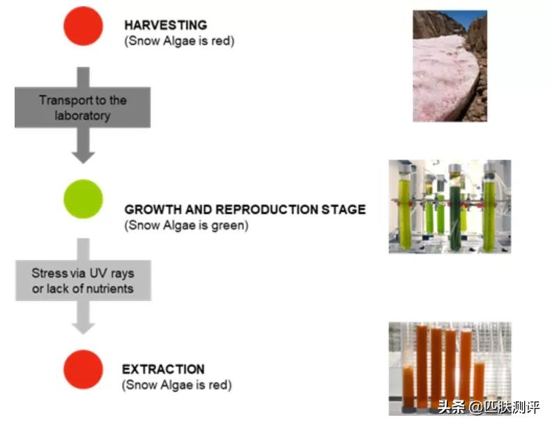 什么牌子的精华抗衰提亮,法国品牌galenic