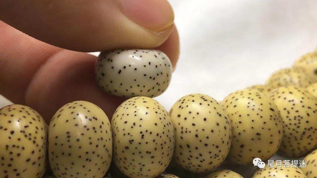 紫金鼠和星月菩提哪个更值得盘玩,星月菩提无相值得盘吗