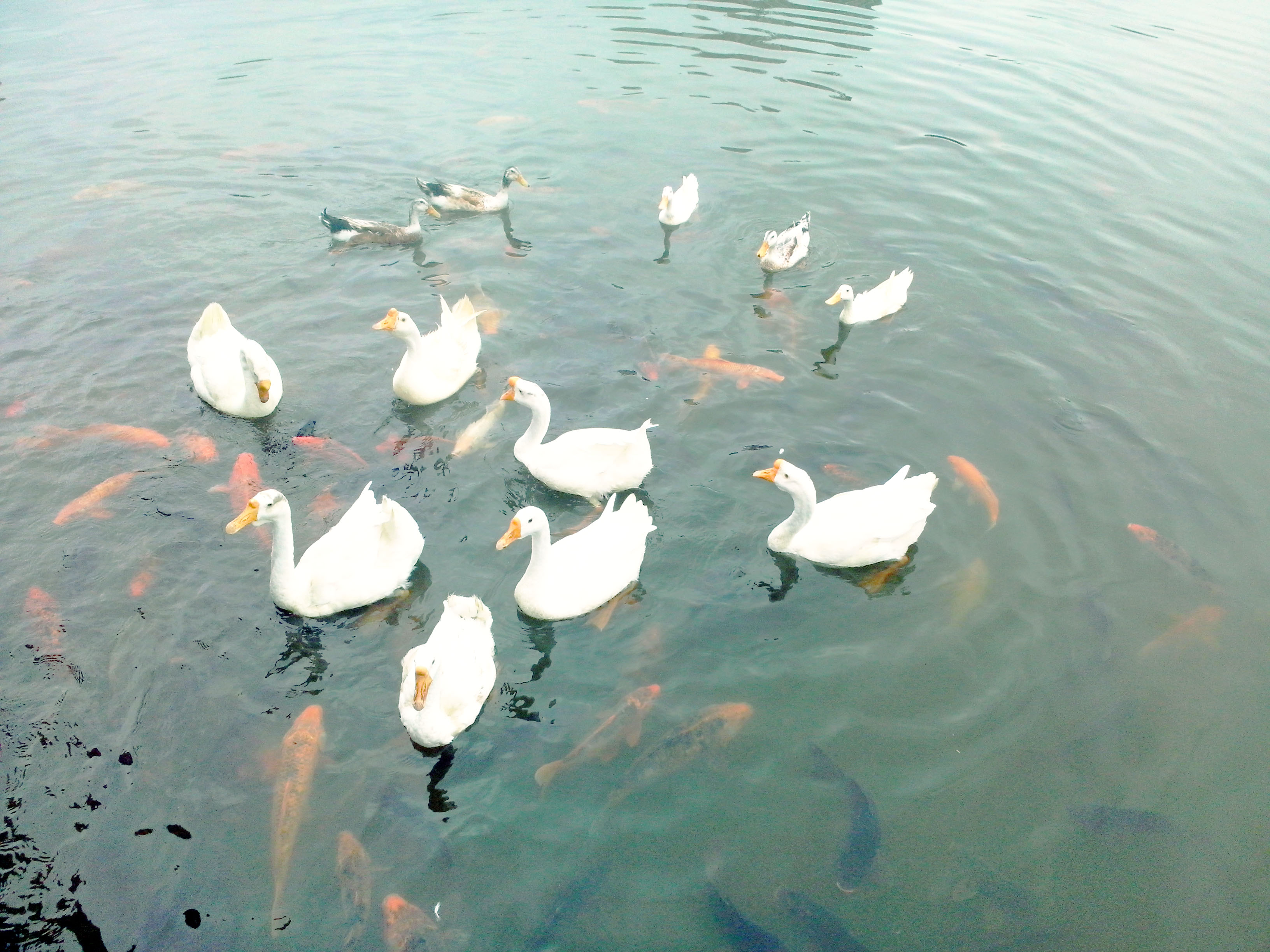 香樟往事——05真正的朋友