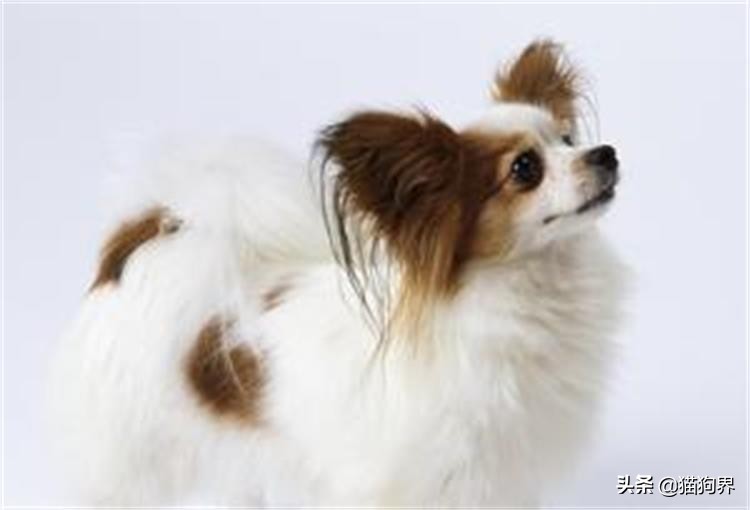 狗狗大了不怎么爱吃饭怎么回事,狗狗大了不回家怎么办