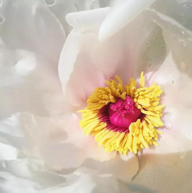 植库‖跟随仙气飘飘的油牡丹，追寻春天的步伐