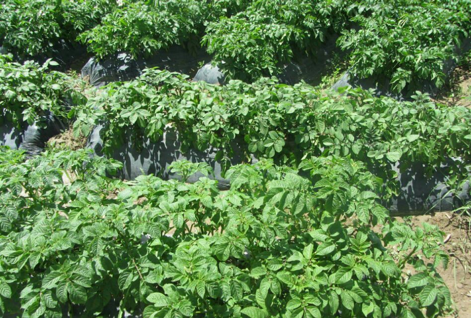 黑土豆和普通土豆有什么区别,土豆高产的经验