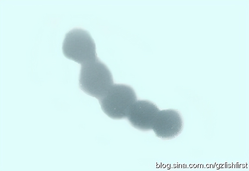 罗非鱼细菌病害防治,罗非鱼得链球菌病的对比图