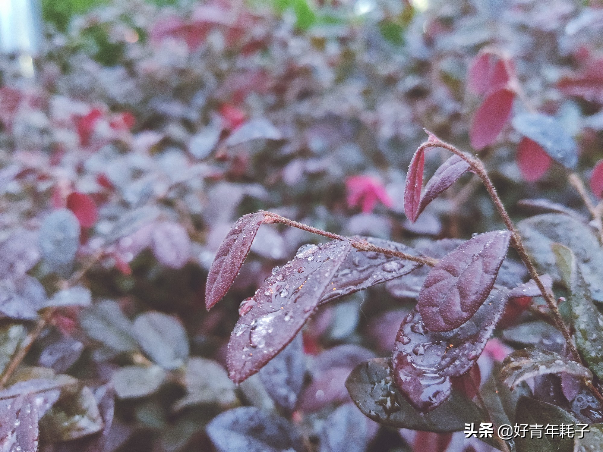 小米94800万像素拍照评测,小米cc9的相机是直出4800万吗