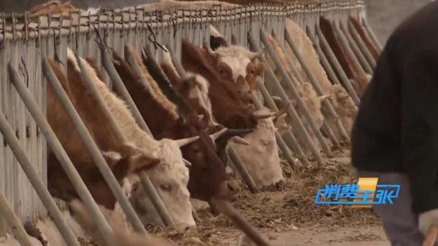 牛肉批发价最新价格,牛肉价格补贴最新消息