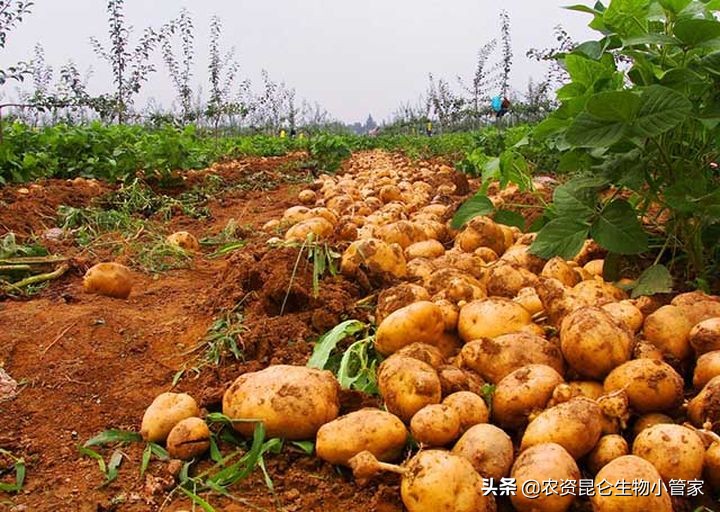 土豆腐烂病怎么防治,土豆根腐病根治方法