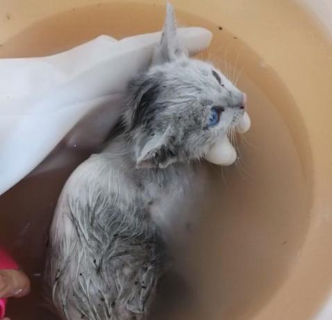 流浪猫被救助后特别黏主人,流浪猫粘鼠板救助