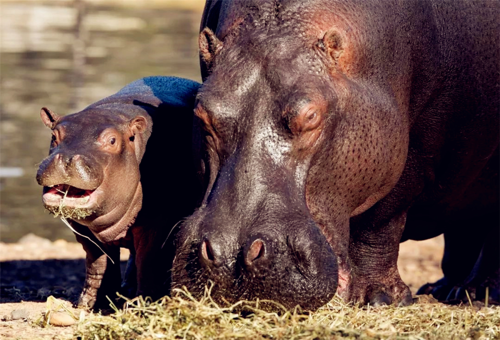 非洲狮偷袭小河马，被赶来的母河马救下，最后却落入公河马的嘴中