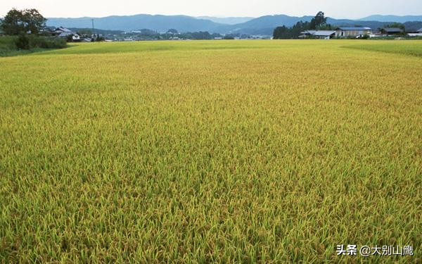 水稻分蘖多少株能高产,水稻苗期怎么管理分蘖多