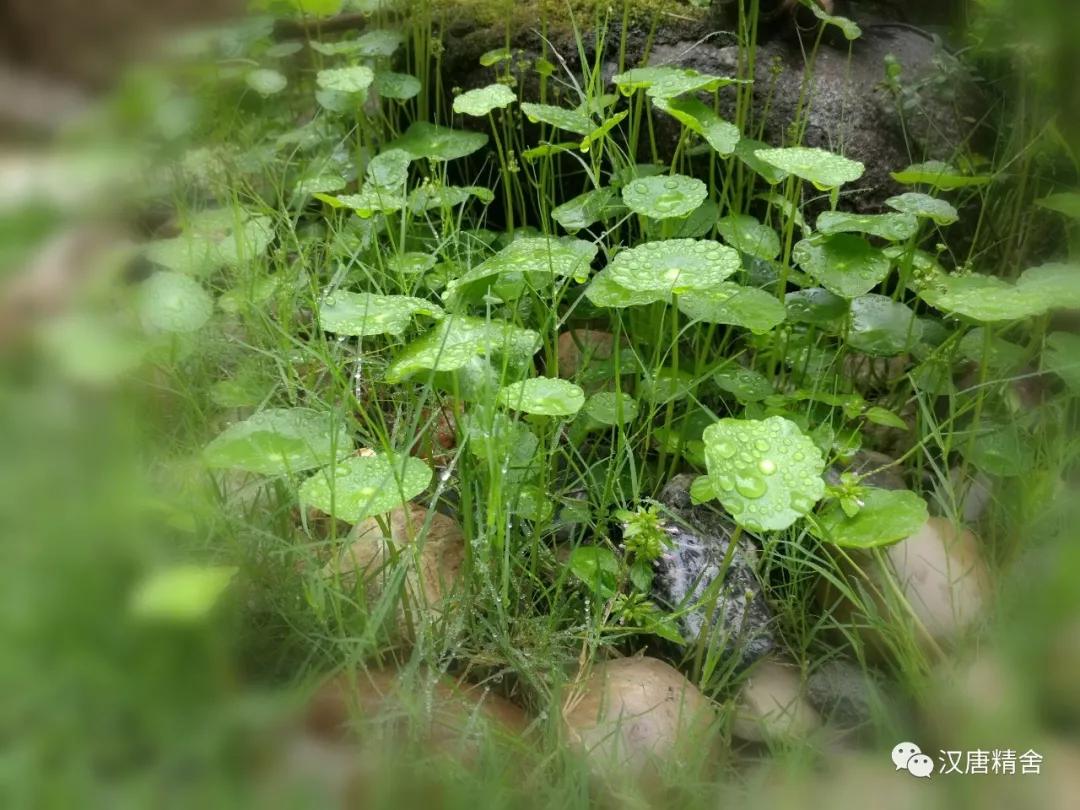 椤鹃┈,椤鹃┈鏂囩珷