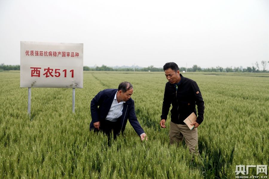 高抗倒伏的高产小麦品种,小麦高产大穗抗冻新品种