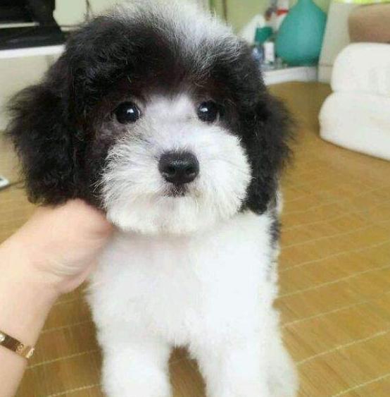 泰迪的八种颜色,泰迪犬的这8大颜色你最喜欢哪种