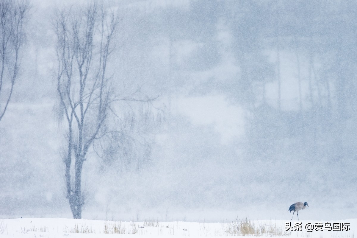 2020观鸟,观鸟大年影片