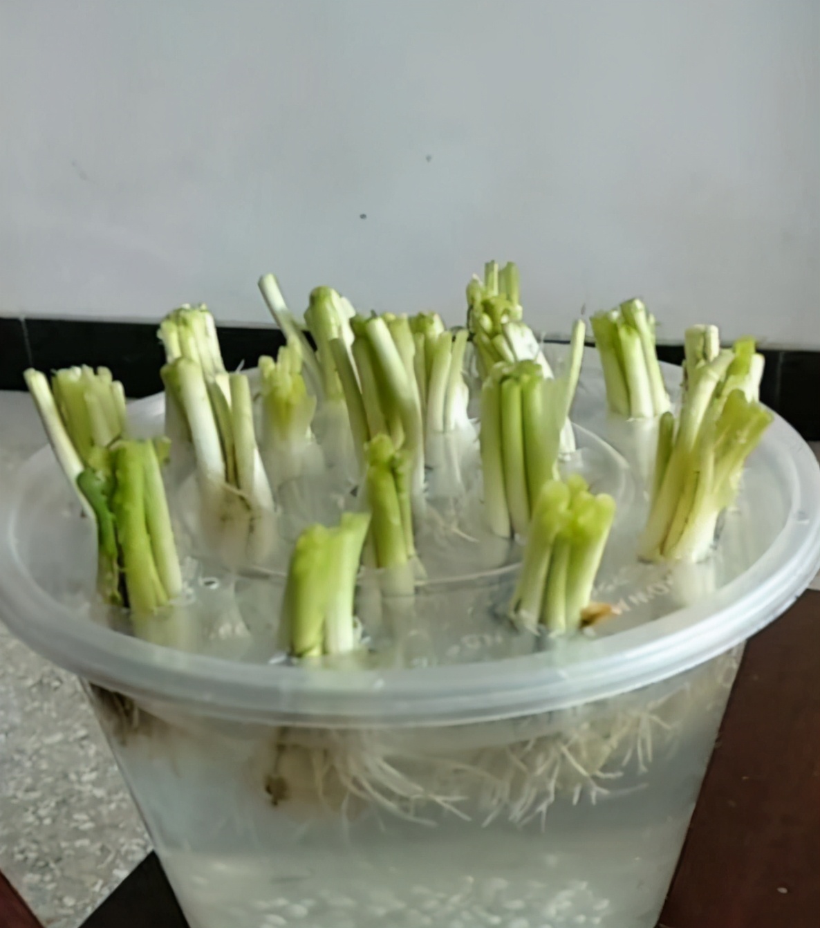 变废为宝水培种植蔬菜,矿泉水瓶水培种植蔬菜