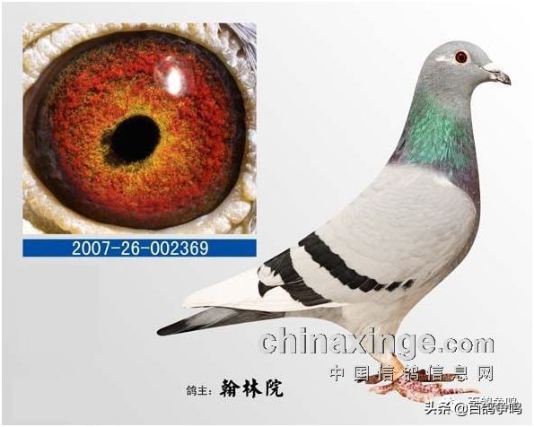 胡刚讲解雌鸽育种视频,胡刚说鸽骨体型视频