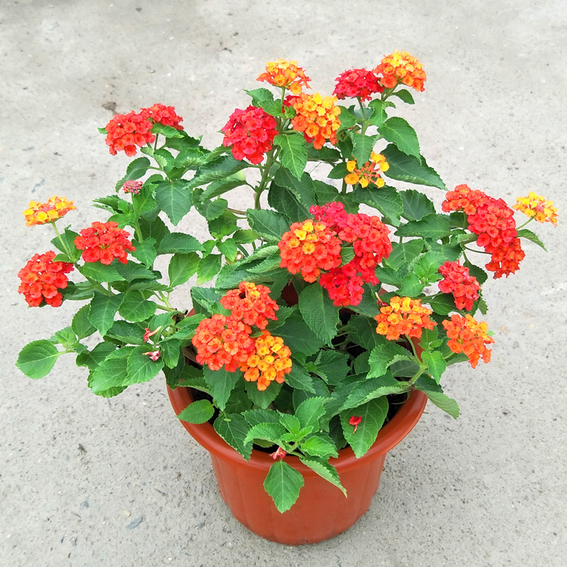 100种最毒的毒花,20种有毒的大毒花