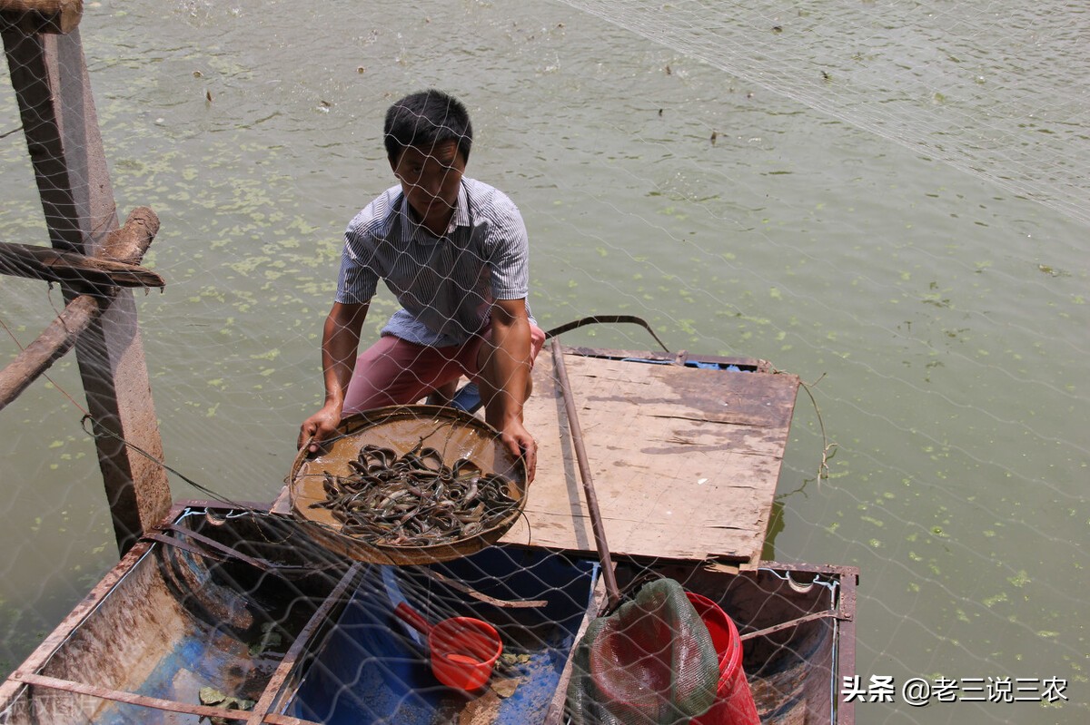 河北一小伙，租弃坑干起了这一行，带领20户农民致富，收入翻倍