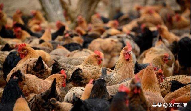 养鸡出现球虫怎么办啊,养鸡人必备小常识球虫如何控制
