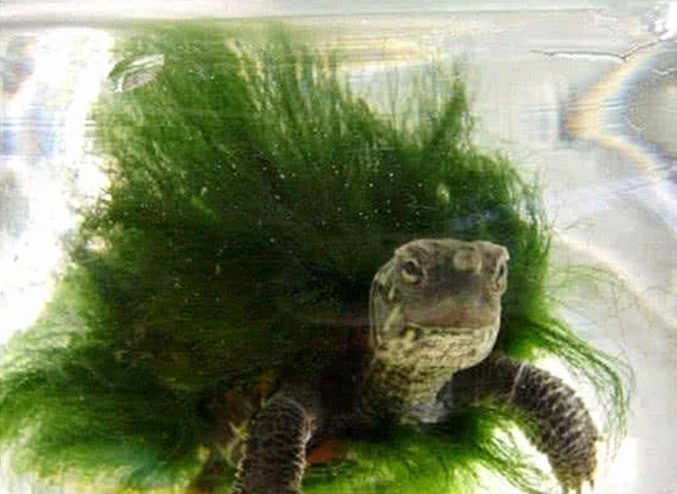 出差把乌龟放一个月可以吗,把乌龟带回家第一天该怎么办