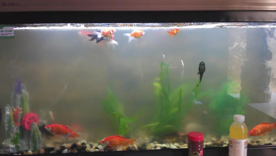 鱼缸水黄对鱼有影响吗,鱼缸水黄有泡沫怎么回事