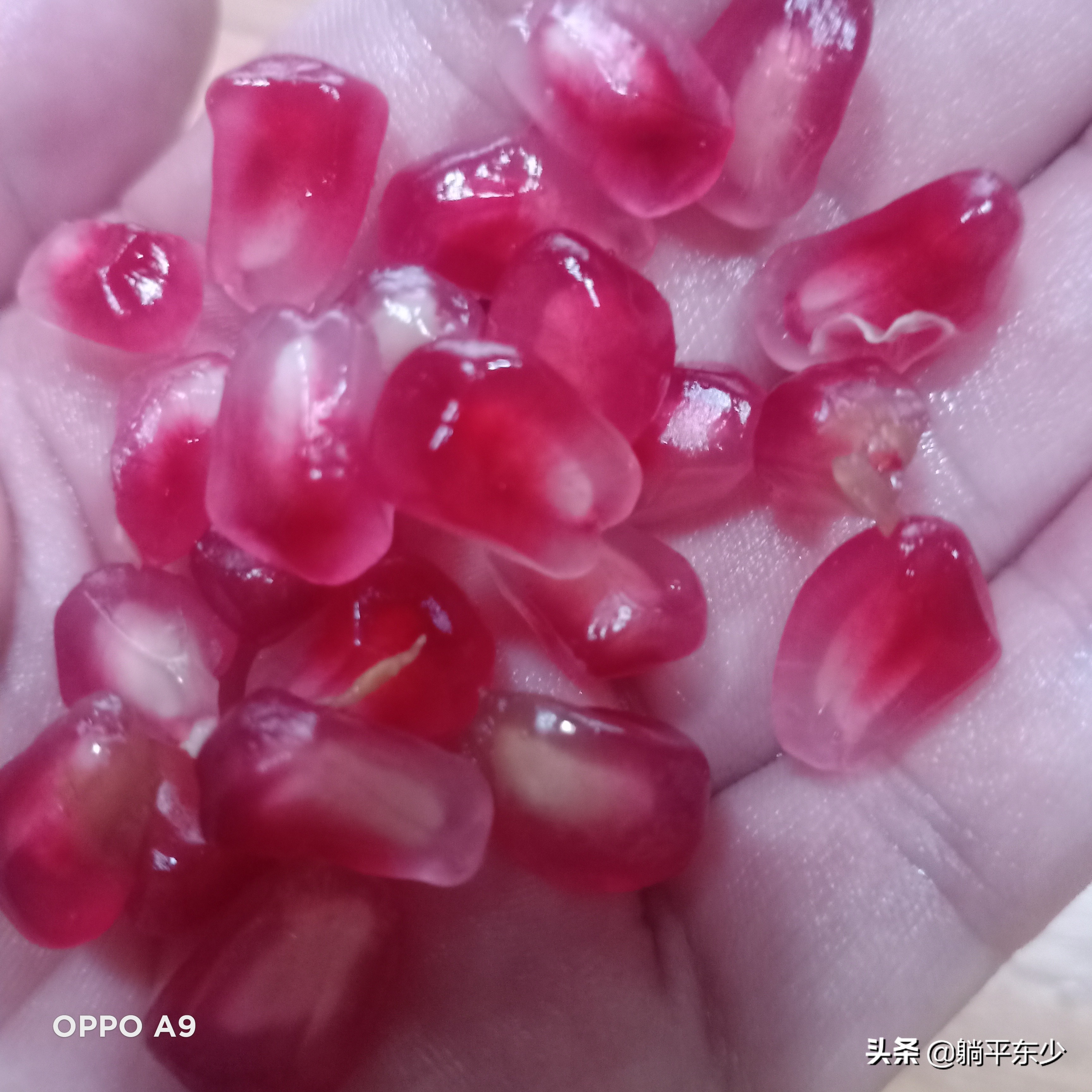 突尼斯软籽石榴苗真假辨别图片,突尼斯软籽石榴正宗苗