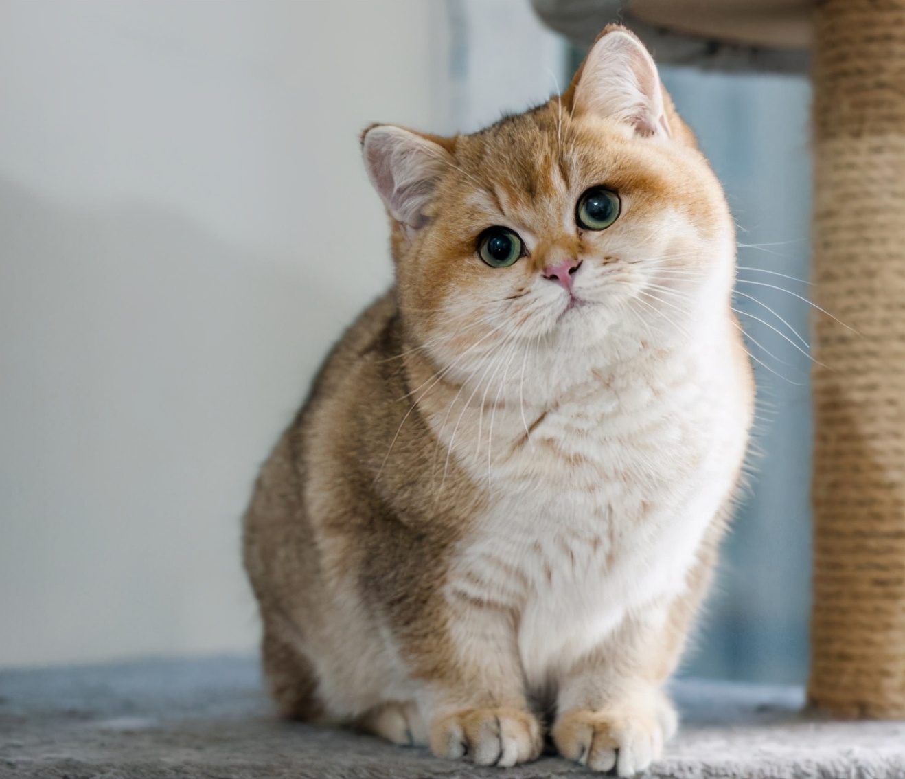 英短5大缺点,英短猫的优缺点是什么