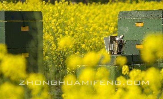 蜜蜂的养殖技术要点分析,中国蜜蜂养殖技术书籍