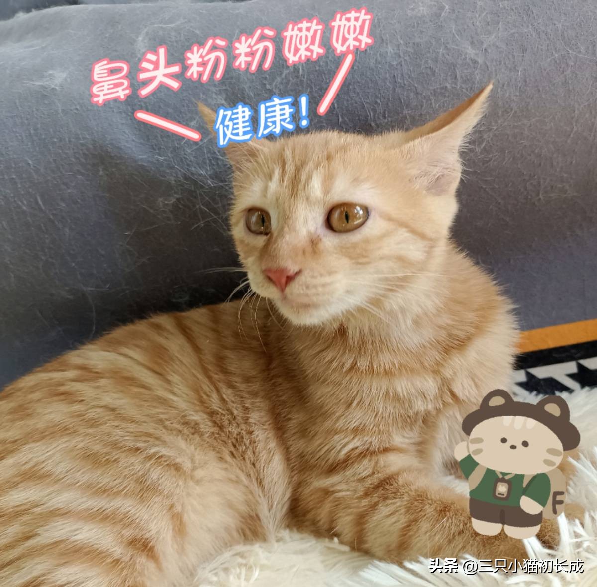 猫咪粉色鼻头发白是怎么回事,猫咪的鼻头非常的红怎么回事