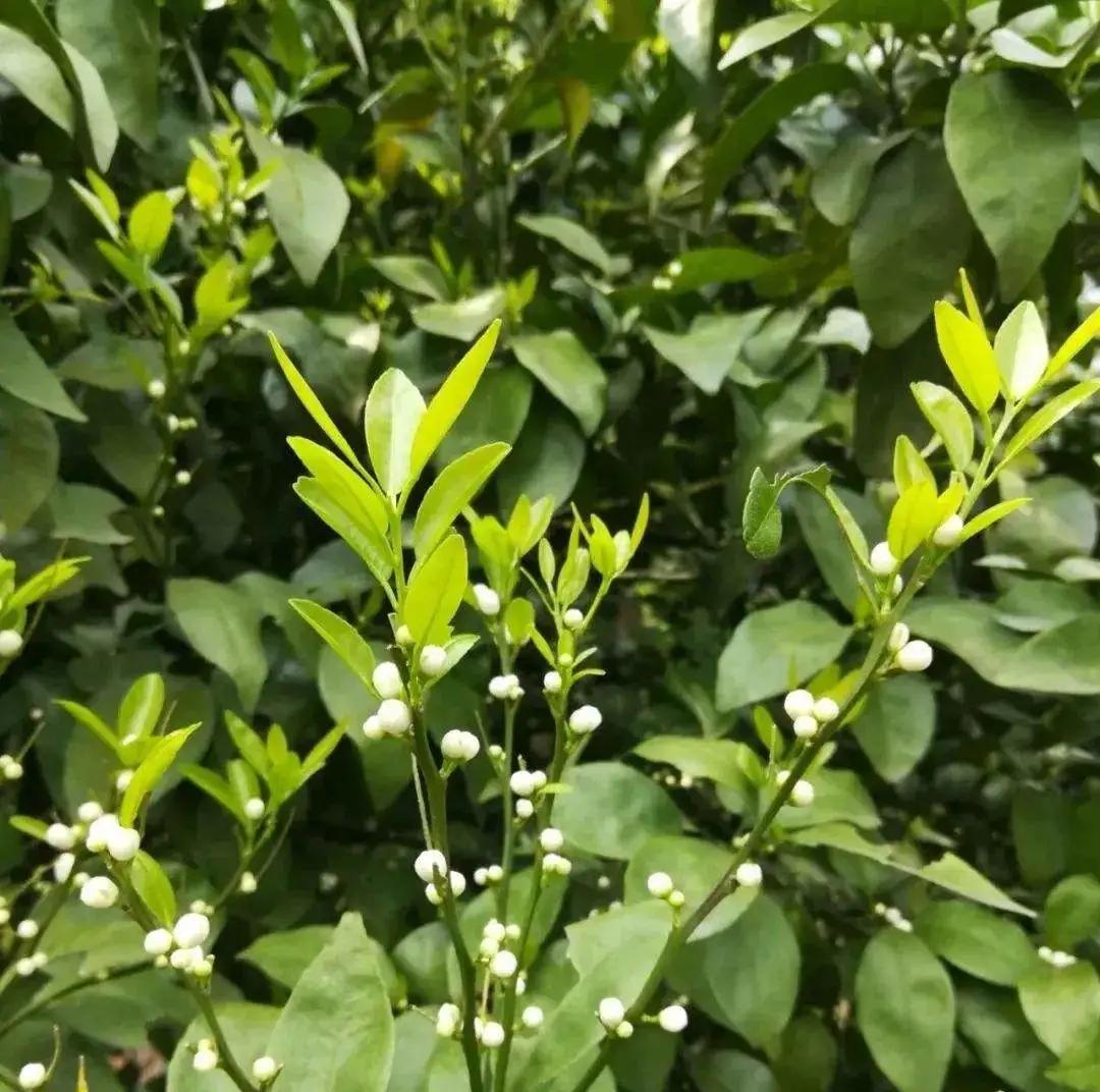 钙镁硼锌铁肥施蔬菜有害吗,钙镁硼锌防裂果