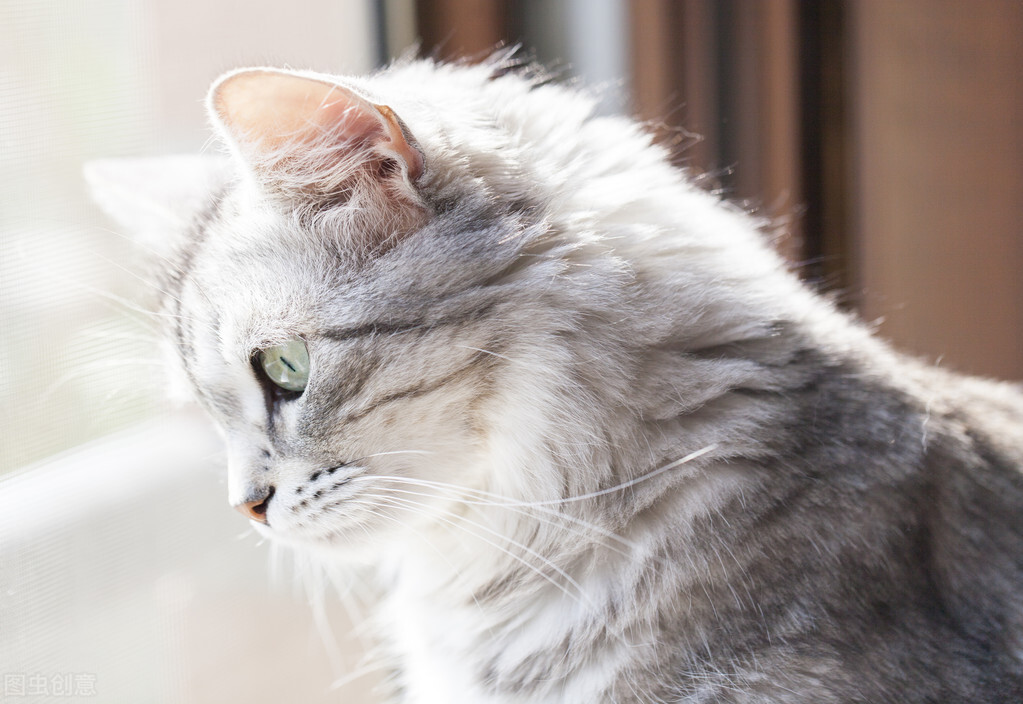 养猫咪新手猫咪护理入门必知,一月的猫咪要怎么养正确方法科普