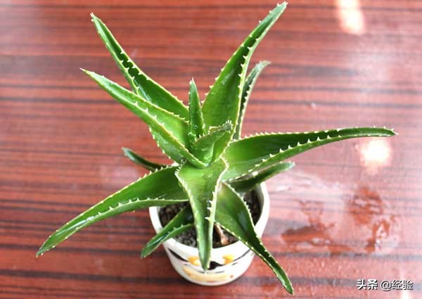 芦荟的养殖技术和管理方法,芦荟的养殖管理