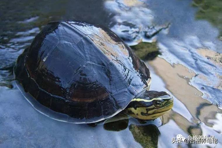闭壳龟哪个最好看,平民闭壳龟有哪些