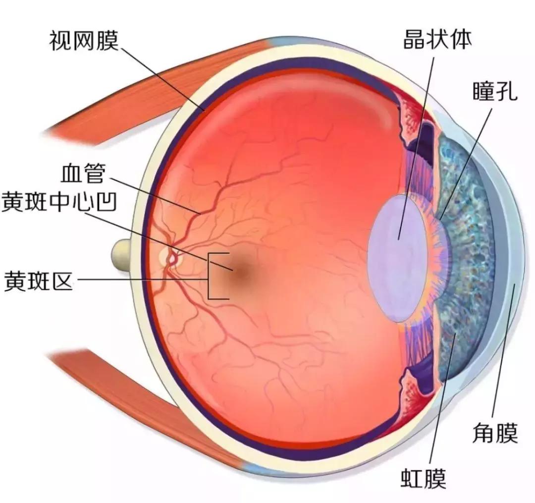 蓝莓护眼最好在什么时间吃,蓝莓怎么吃才可以护眼呢