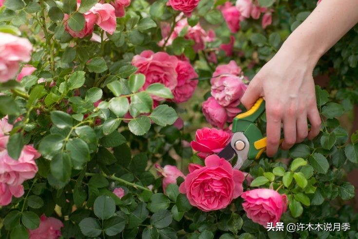 月季从小苗到大苗如何养,藤本月季花苗修剪教程