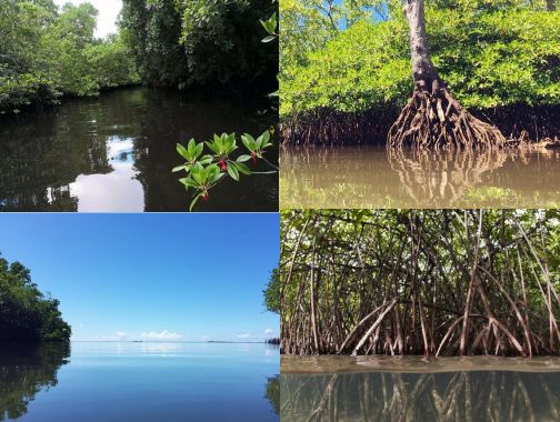 从A到Z，帕劳这个海岛国家远比你想象中更精彩