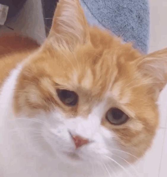 田园猫为什么好养活,为何越来越多人养田园猫