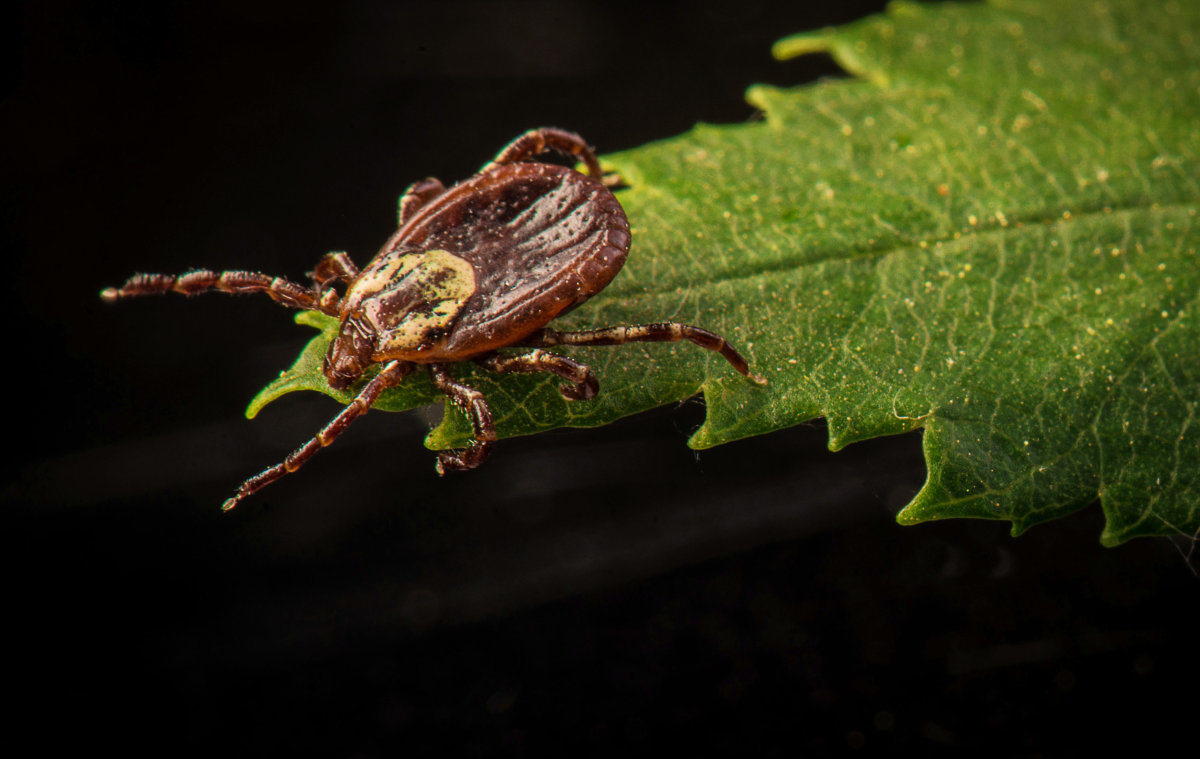 狗狗身上的蜱虫长得很快,狗狗耳朵里长吸血蜱虫