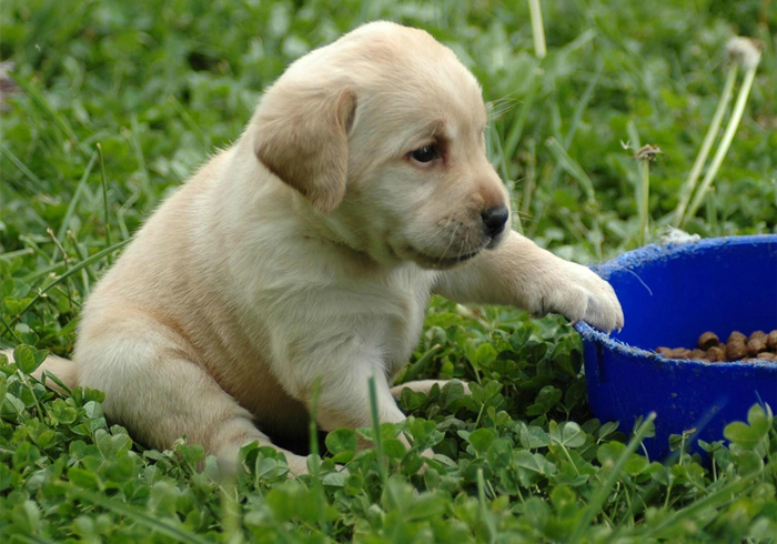 幼犬细小心肌炎的症状,小狗肺炎呼吸急促应该怎么缓解