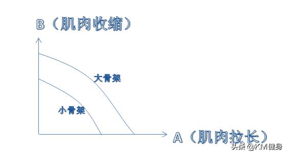 骨架大增肌,大骨架小骨架增肌区别