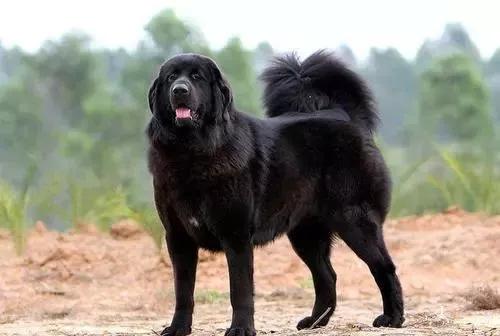 如何缓解狗狗关节炎疼痛？