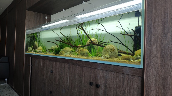 金鱼已经入缸怎么培养硝化菌,鱼缸用什么材料培养硝化菌最好