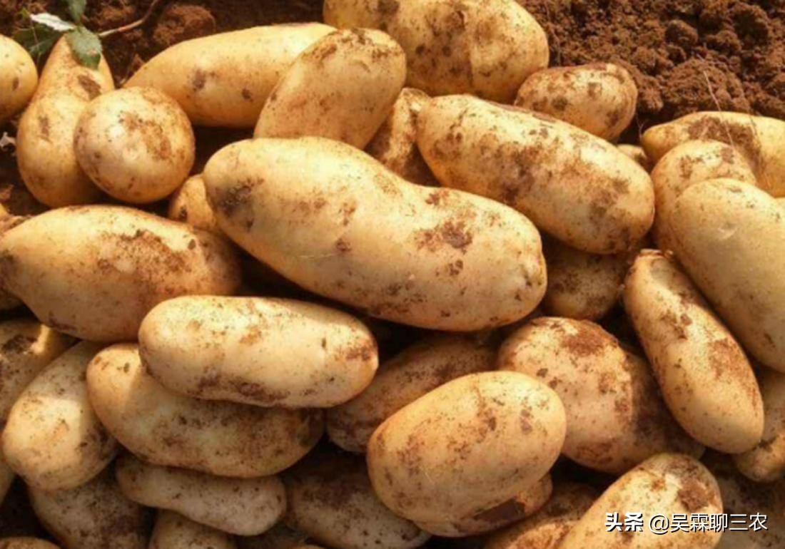 提高马铃薯商品性栽培技术问答,学习农作物栽培技术培训通知