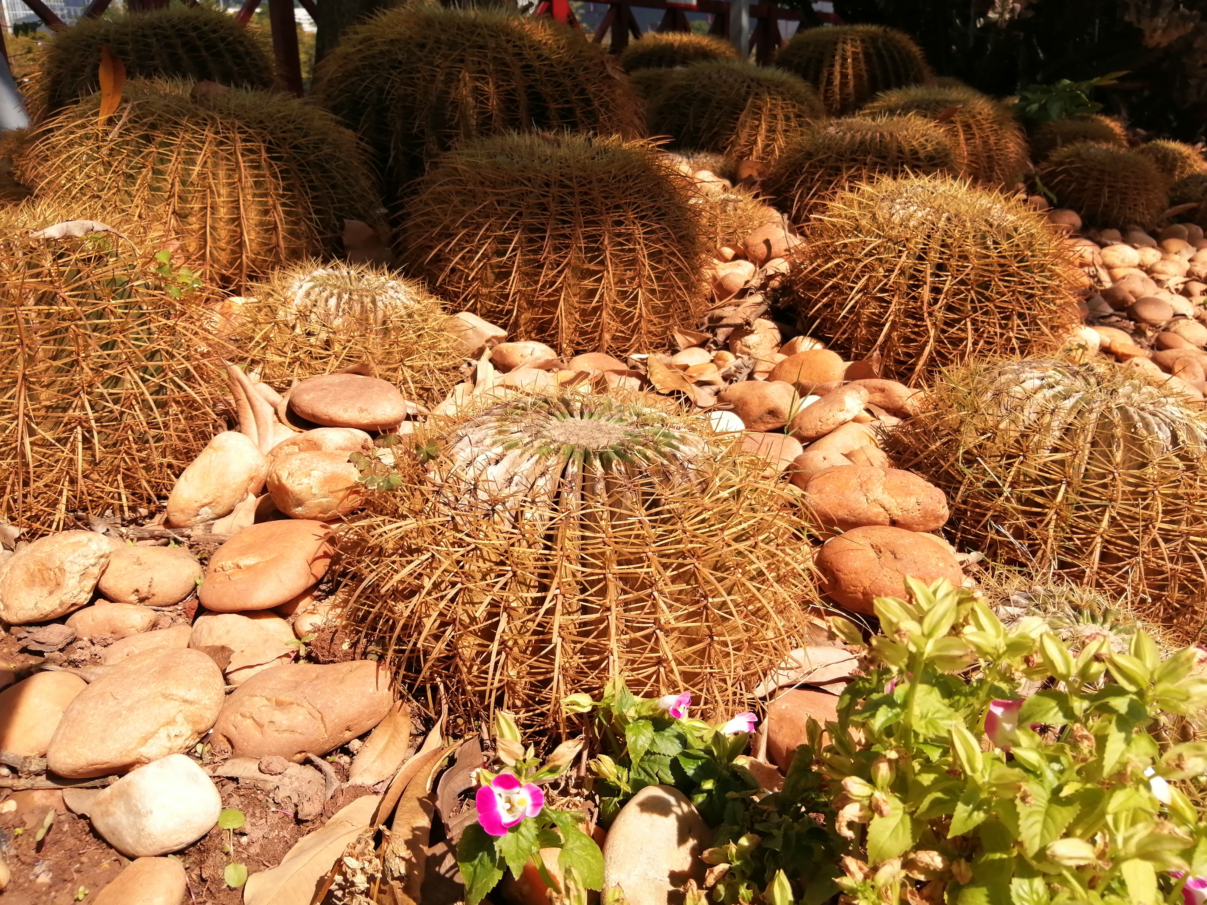 广州海心沙亚运公园广州塔格桑花,游广州海心沙公园