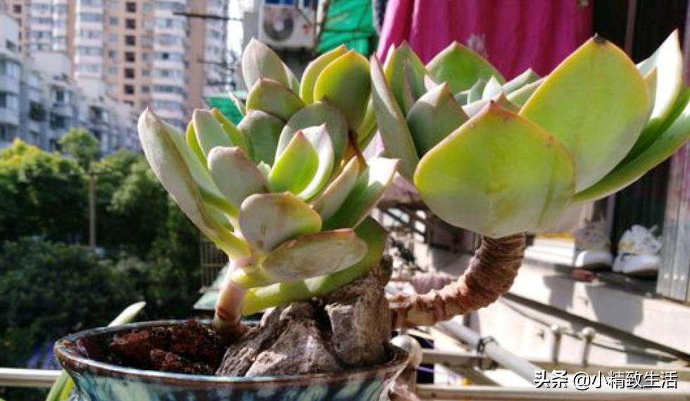 10种公认最好养好养的多肉老桩,比较好养的多肉老桩